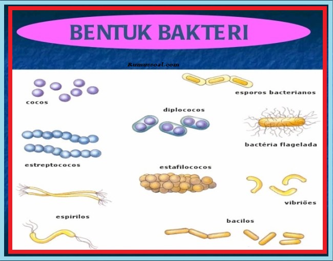 Bentuk-Bakteri-1