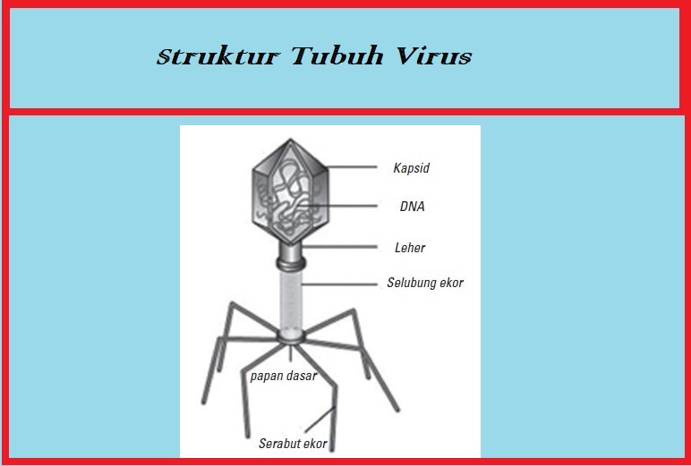 Struktur-Tubuh-Virus