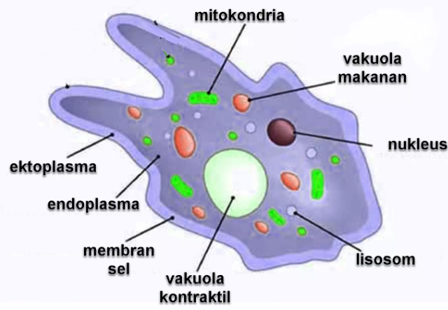 Fungsi vakuola tengah pada sel tumbuhan