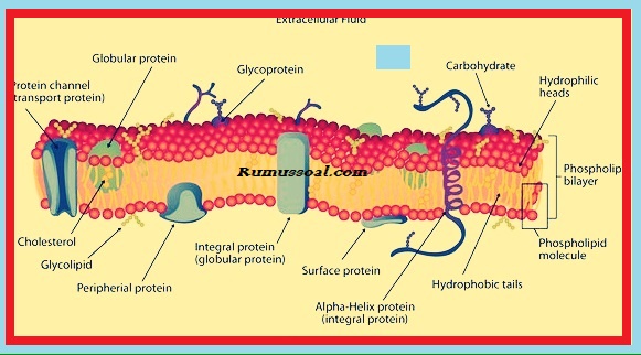 Susunan fosfolipid pada membran sel adalah