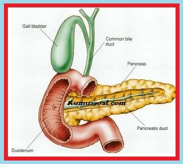 Hormon-Pancreas