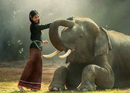 Mimpi Tentang Gajah