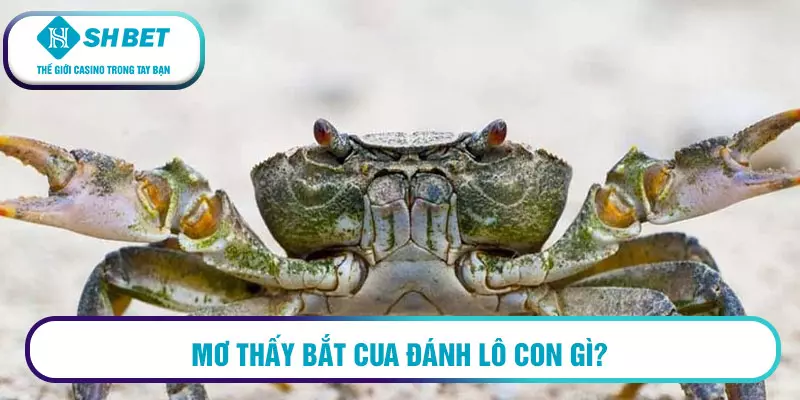 Mơ thấy bắt cua đánh số mấy? Mơ thấy cua là điềm gì? 3 Mơ thấy bắt cua đánh lô con gì?